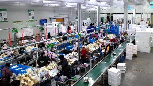 臨洮 堅持問題導(dǎo)向精準(zhǔn)施策追趕發(fā)展